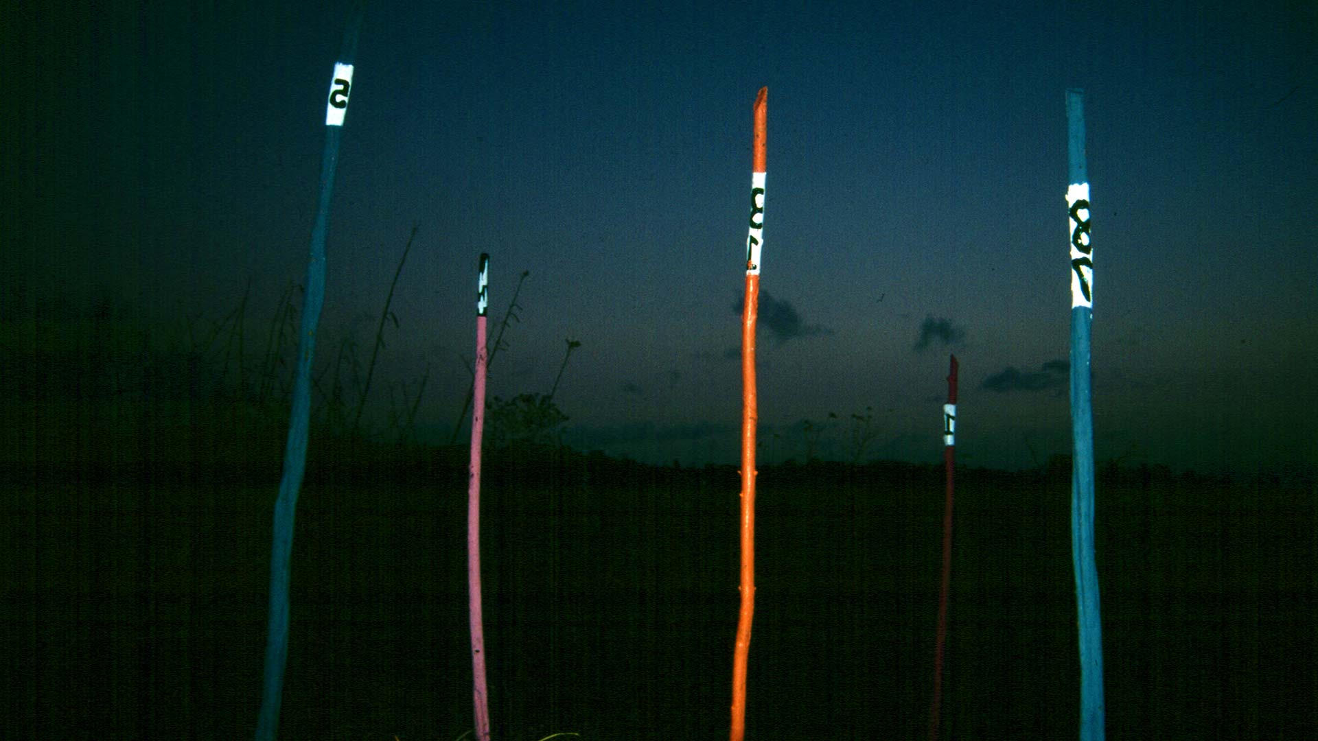 Peter Anderson Studio St Leucia Art & Environment Installation 05